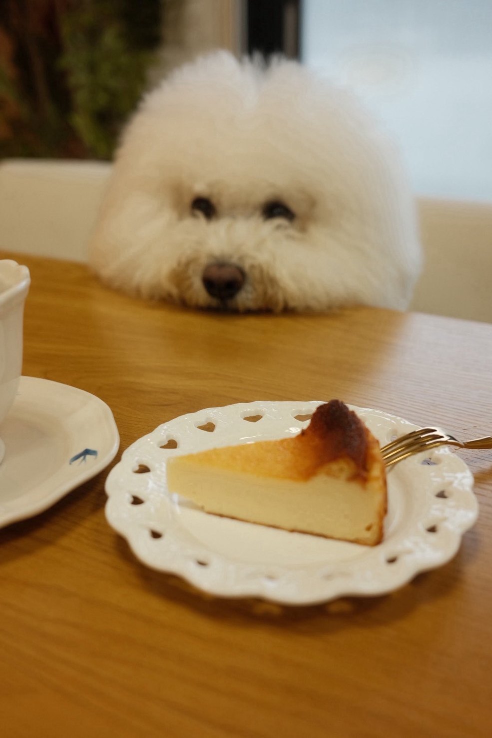 テーブルのケーキをのぞきこむわんちゃん