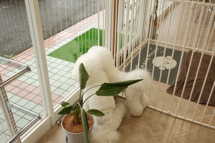 窓辺でくつろぐわんちゃん