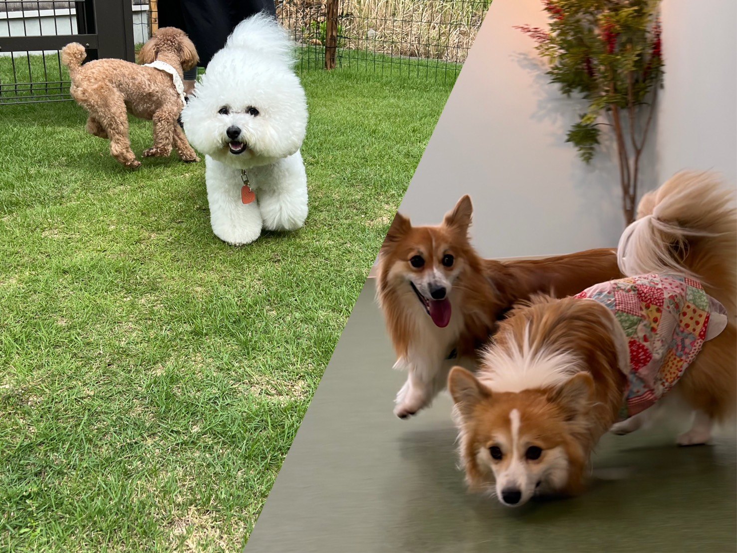 ドッグランで遊ぶわんちゃんたち